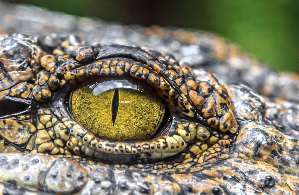 La science sait désormais pourquoi nous avons peur d’animaux inoffensifs !