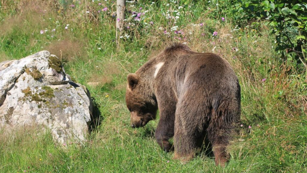 Biodéchets, pompiers, ours des Pyrénées… Les cinq infos positives du jour