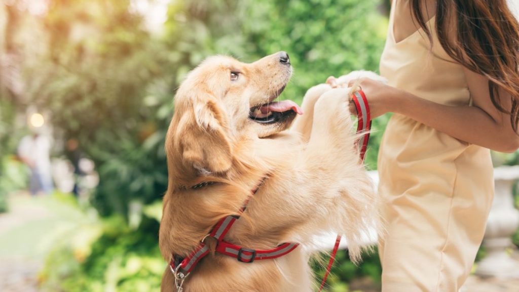 Golden Retriever trop content, qui donne les pattes à une dame