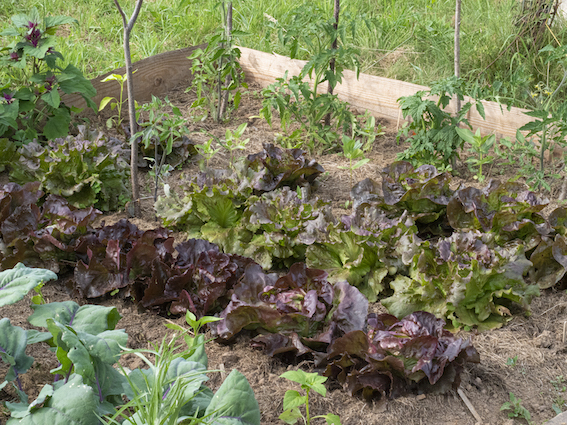 Salades au potager de printemps