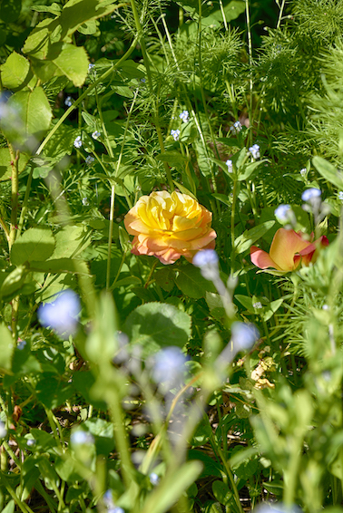 En Corrèze, le jardin de Thierry Lefèvre