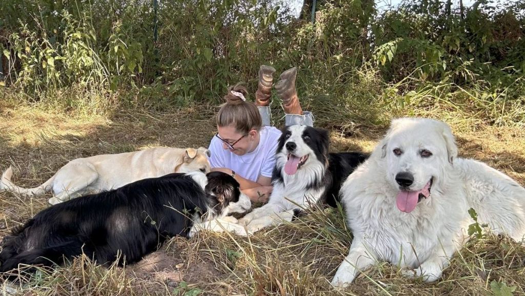 Bande de Chiens : un sanctuaire pas comme les autres