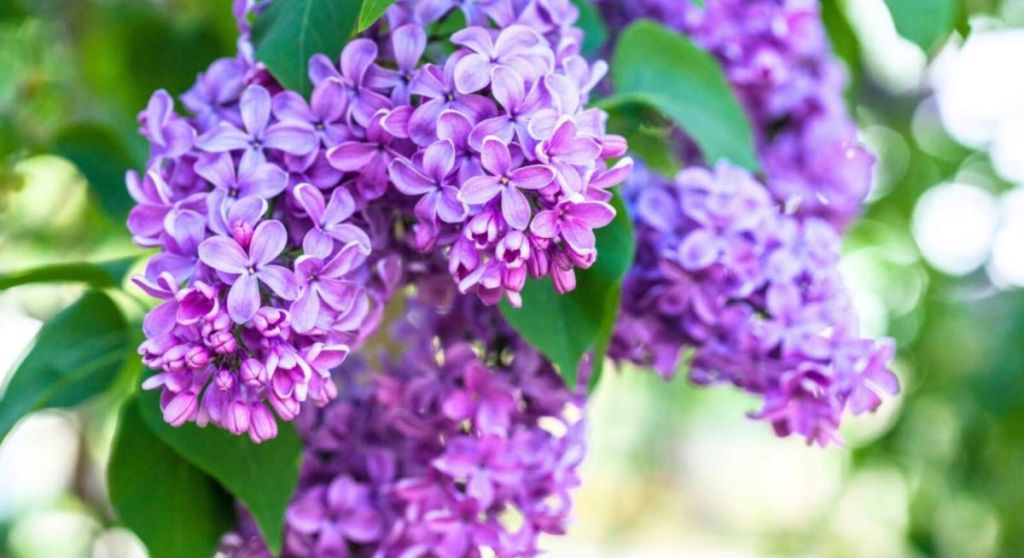Fleurs de lilas violettes
