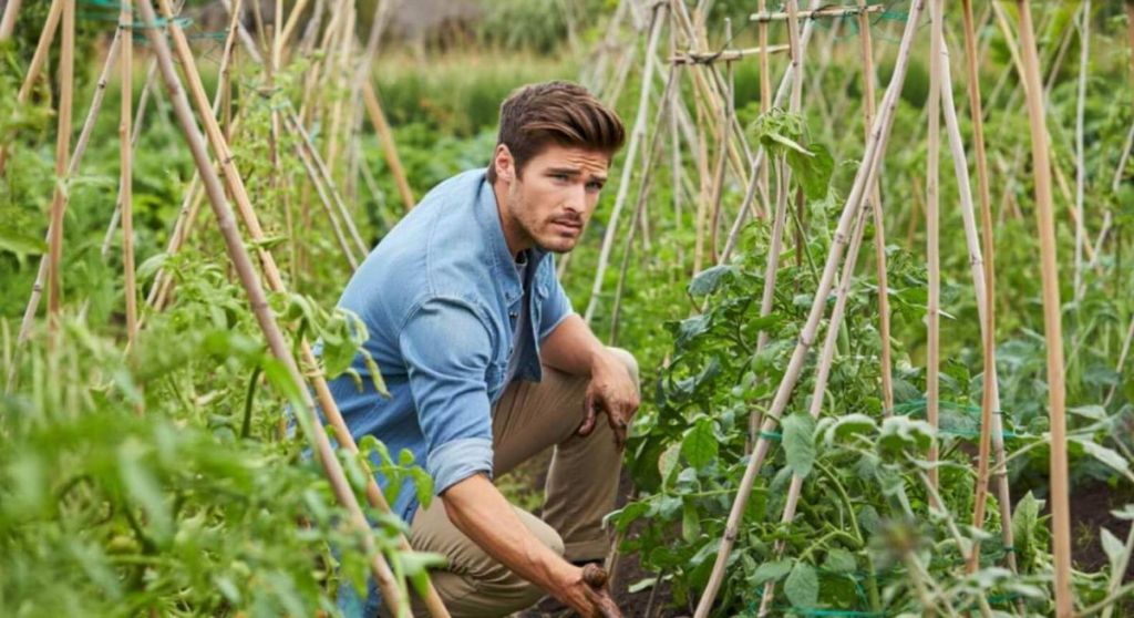 Homme et plants de tomates