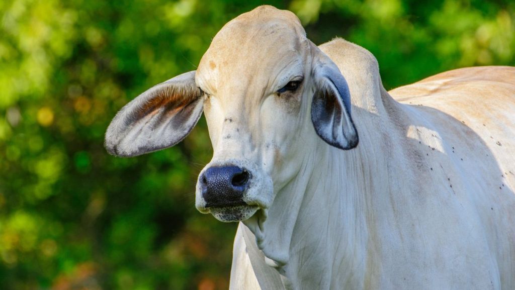 Une vache Brahman