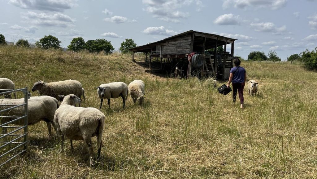 Seine-Saint Denis : des moutons pour protéger la biodiversité des sols