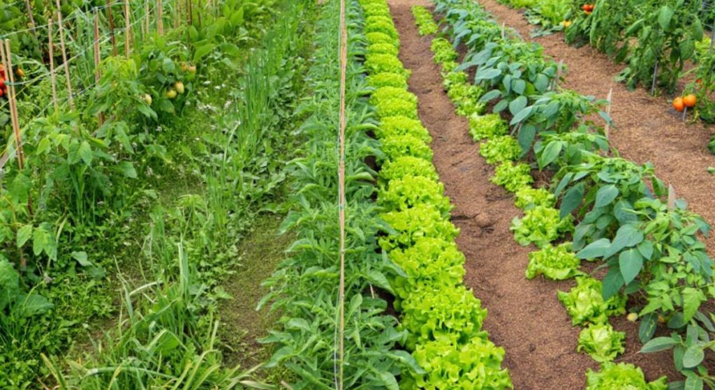 Allées de potager