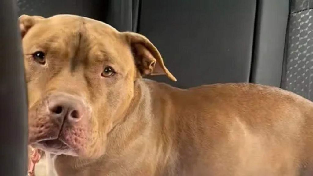 Ruby la chienne - crédit photo : @haleighcw_xx / TikTok