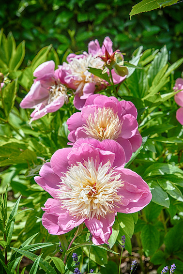 Jardins de Quercy