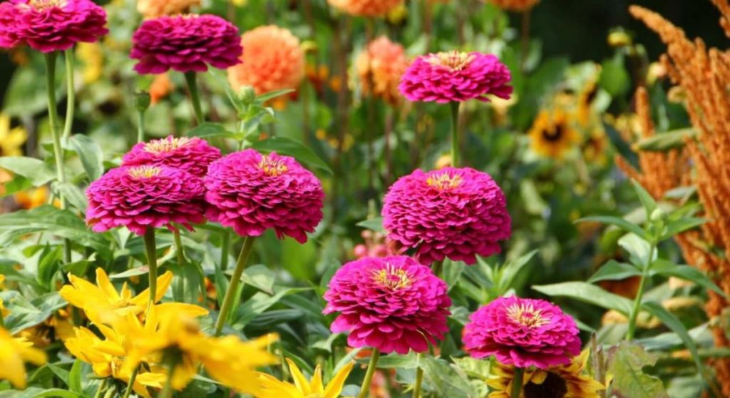 Dahlias fleuris