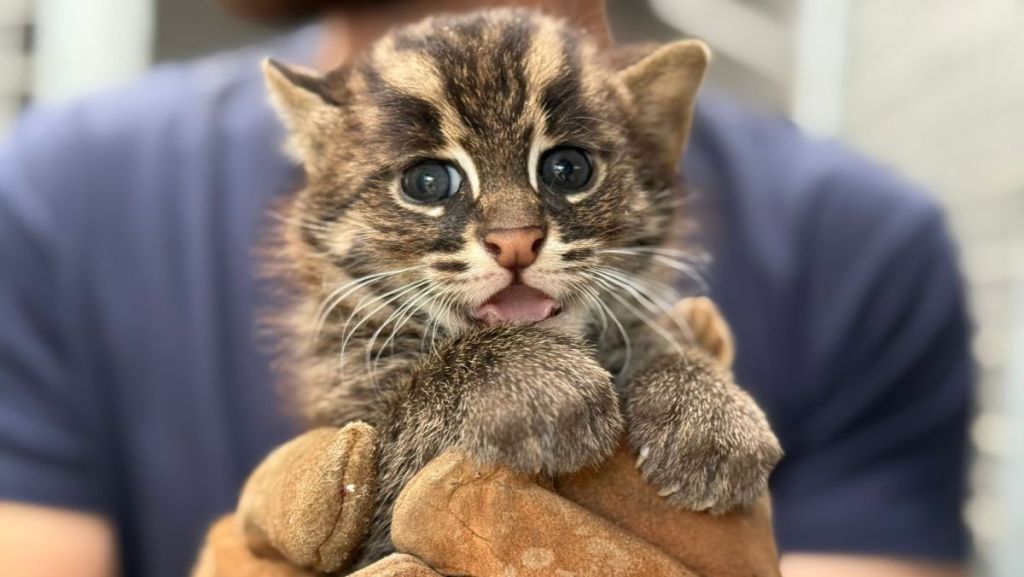 Deux chats pêcheurs sont nés dans le cadre d’un programme de conservation