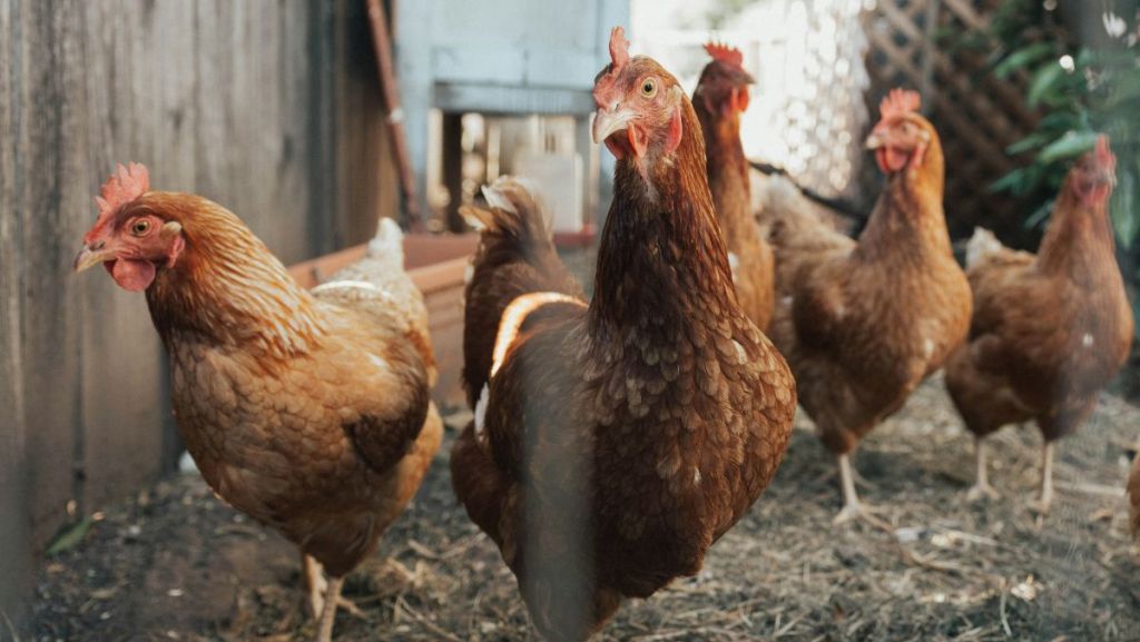 Cette commune propose des poules à ses habitants pour réduire les déchets