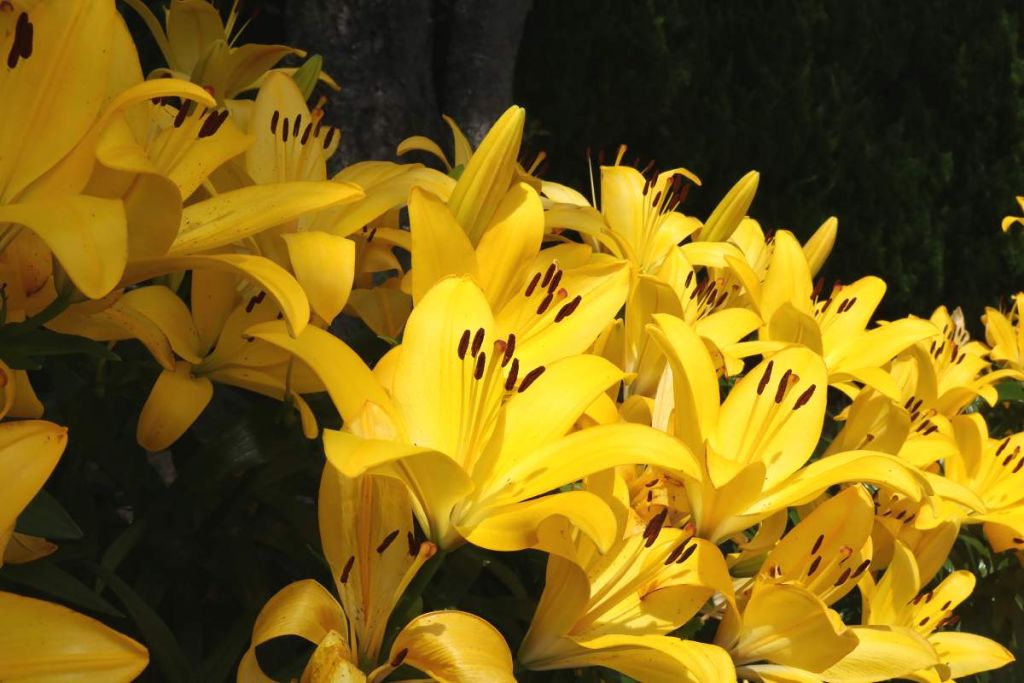 Lys jaunes - crédit photo : nayu via Adobe Stock