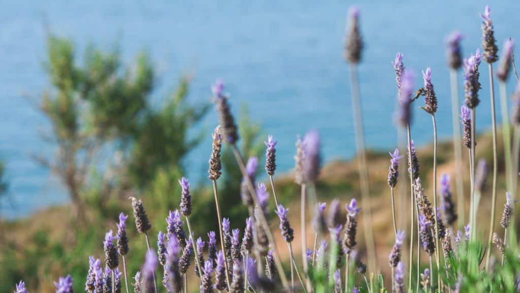Des lavandes en Algerie