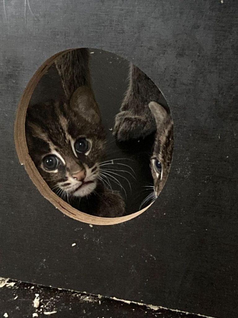 Sarthe : Deux chats pêcheurs nés dans le cadre d’un programme de conservation