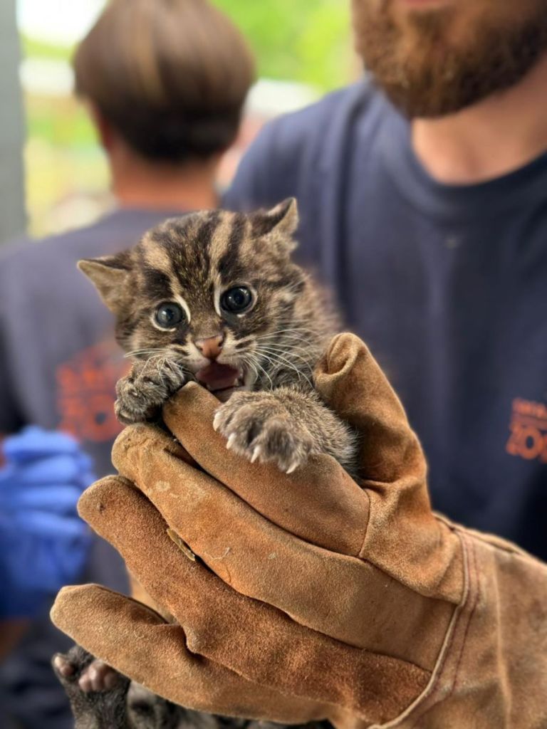 Sarthe : Deux chats pêcheurs nés dans le cadre d’un programme de conservation
