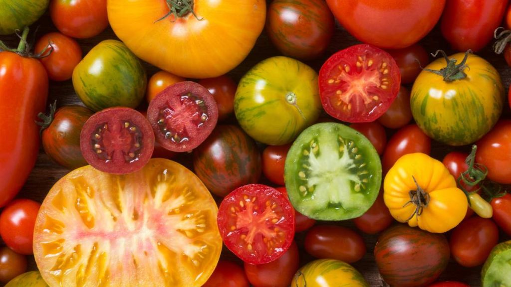 Tomates de couleurs variées - crédit photo