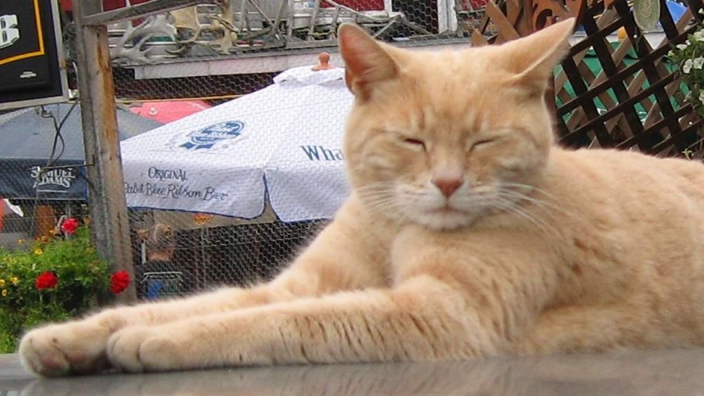 Stubb le chat élu maire en Alaska - source : Wikipedia