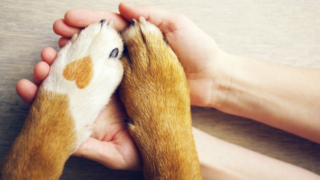 Une loi pour encadrer et valoriser la médiation animale en France