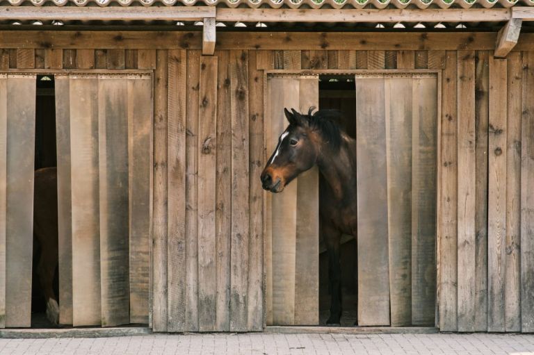 A Strasbourg, cette association est une maison de retraite pour chevaux