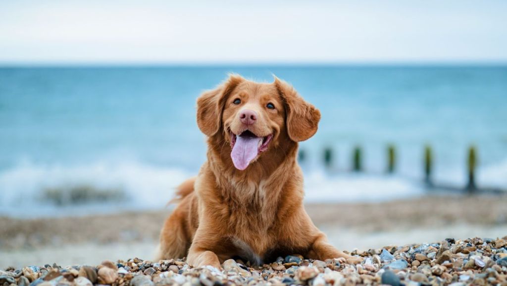 Sophie a créé un site pour faciliter les vacances avec nos chiens