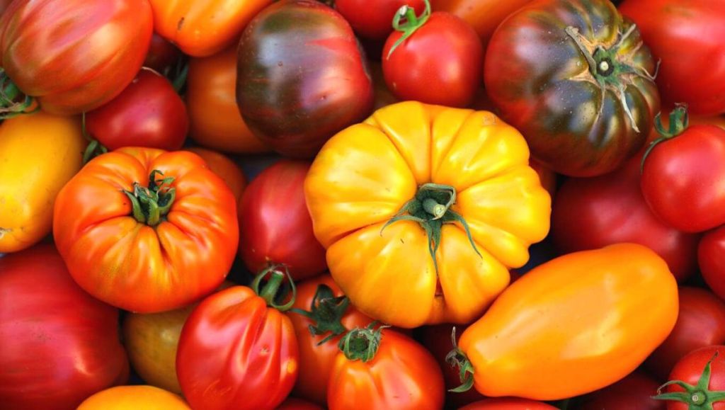 Tomates de toutes formes et de toutes couleurs