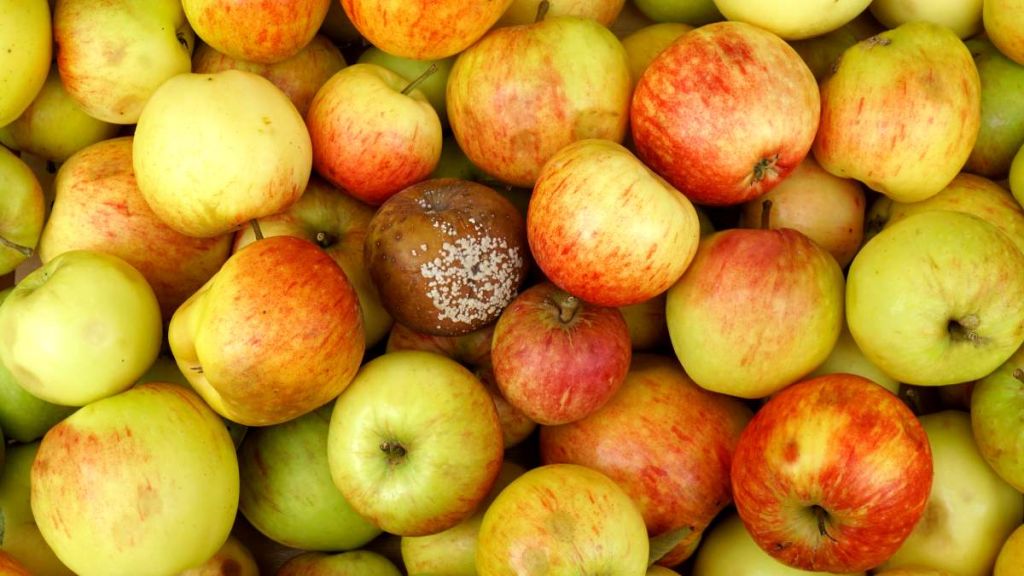 Pommes dont une pourrie