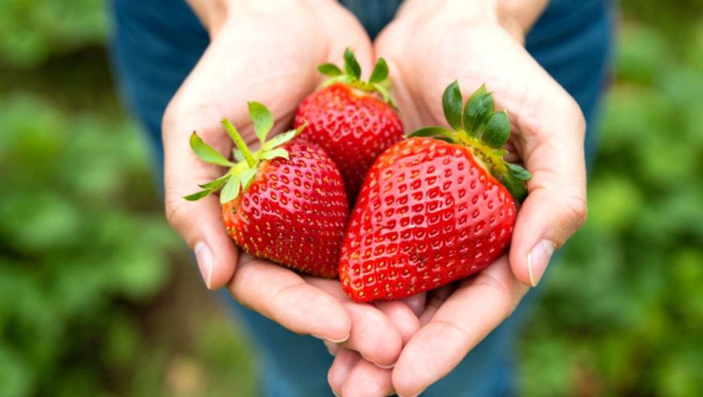 Trois belles fraises dans deux mains