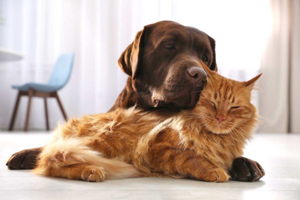 Chien noir et chat roux ensemble sur le sol blanc d'une maison moderne