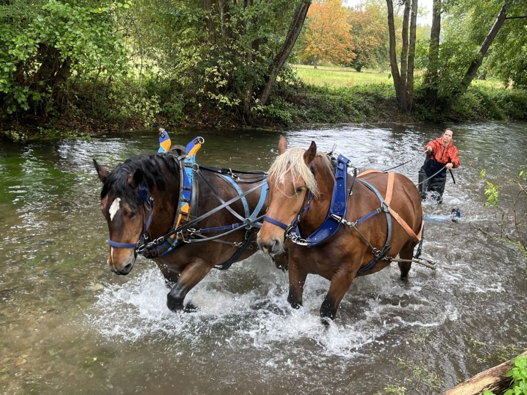 Ecologie : vers un retour des chevaux de trait ?