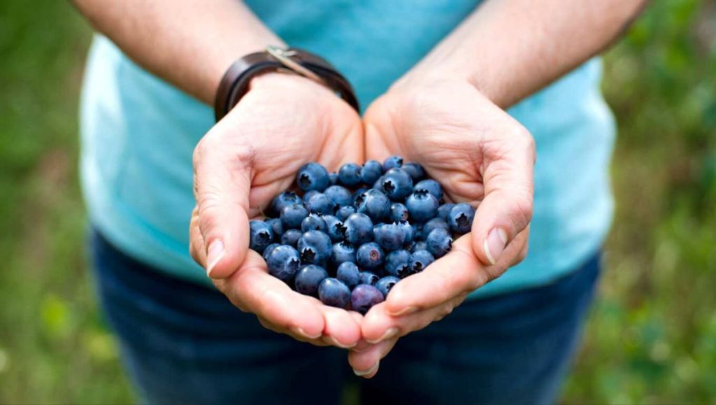 Grosse poignée de myrtilles sauvages