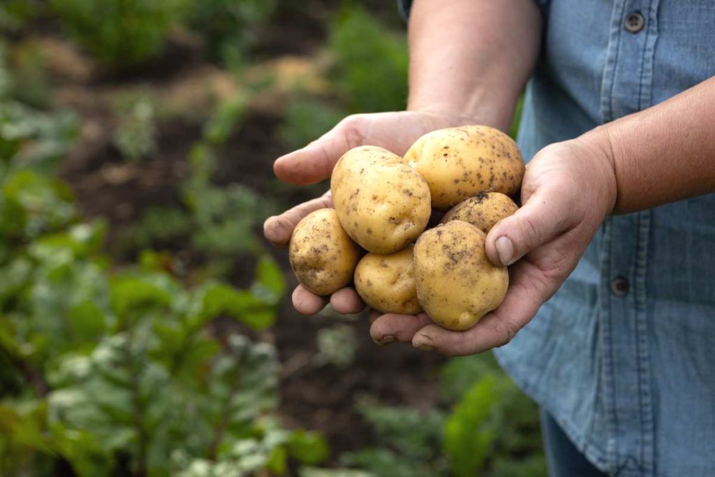 Pommes de terre fraîchement ramassées dans les mains d'un agriculteur