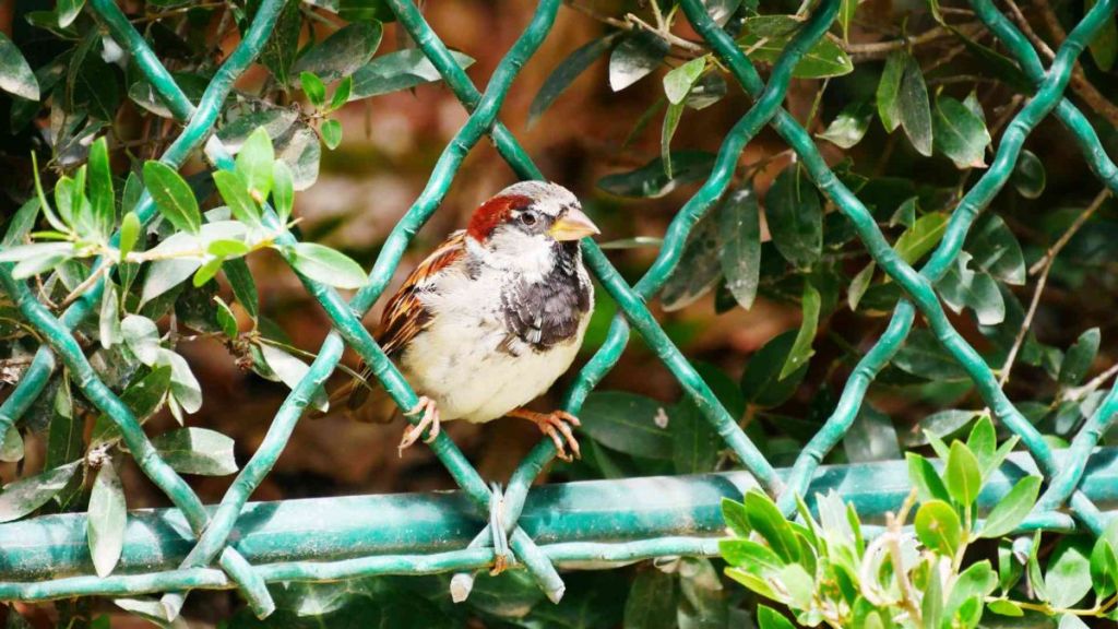 Quelques conseils pratiques pour protéger les oiseaux en milieu urbain