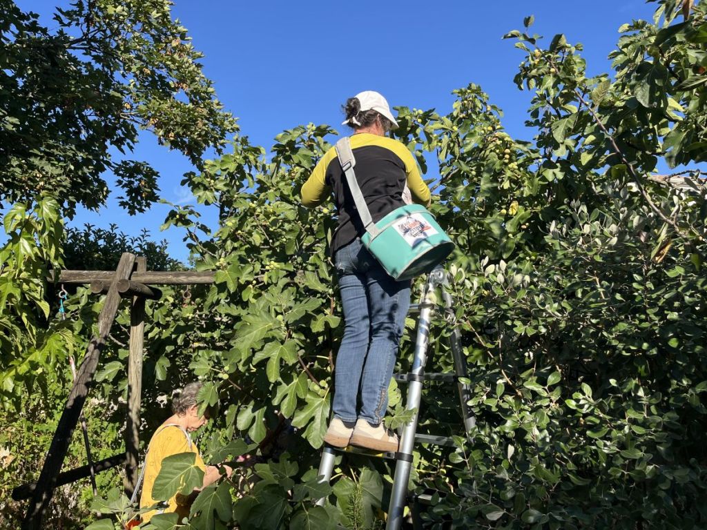 Cueillettes solidaire : Aux Arbres Citoyens lutte contre le gaspillage alimentaire