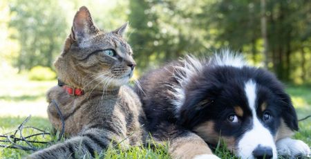 a dog and a cat laying in the grass