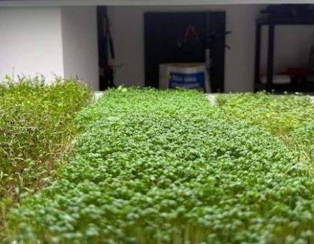 A Strasbourg, ils cultivent des micro-pousses pour une autre agriculture