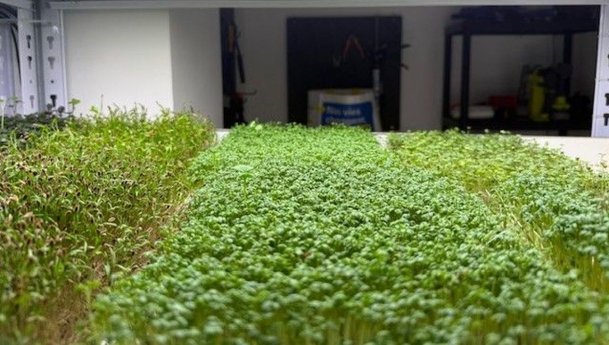 A Strasbourg, ils cultivent des micro-pousses pour une autre agriculture
