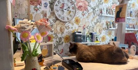Alsace : Mon Chat-Pitre, un lieu où les chats sont vos libraires !