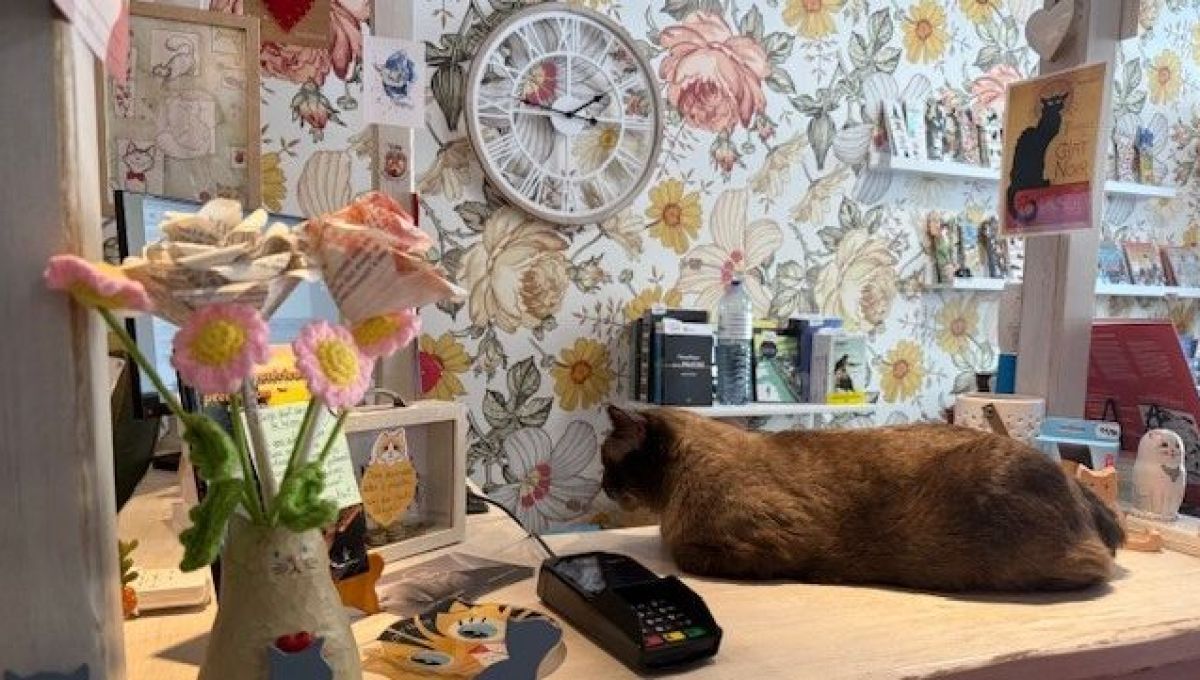 Alsace : Mon Chat-Pitre, un lieu où les chats sont vos libraires !