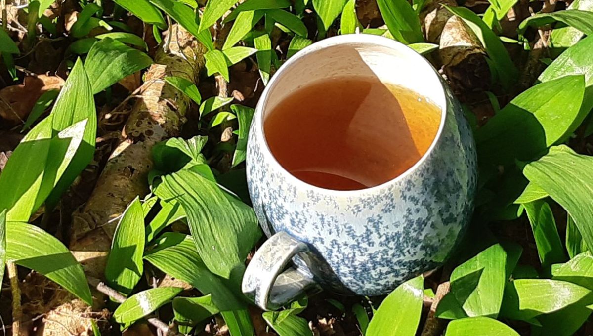 Alternathé : Une alternative écologique au thé plantée et cueillie en Normandie