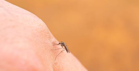 Biodiversité : pourquoi ne faut-il pas éradiquer tous les moustiques ?  