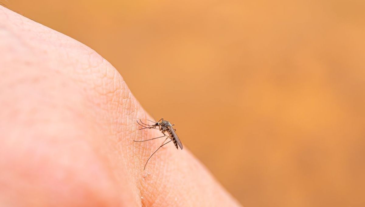 Biodiversité : pourquoi ne faut-il pas éradiquer tous les moustiques ?  