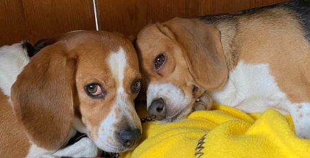 Bourgogne : Elle libère des chiens beagles élevés en laboratoire  