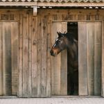 A Strasbourg, cette association est une maison de retraite pour chevaux