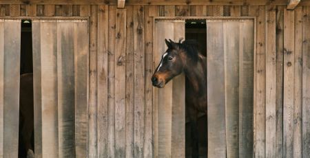 A Strasbourg, cette association est une maison de retraite pour chevaux