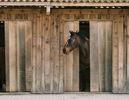 A Strasbourg, cette association est une maison de retraite pour chevaux