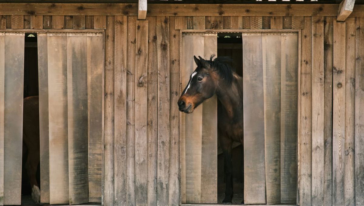 A Strasbourg, cette association est une maison de retraite pour chevaux