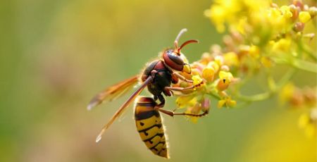 Frelon sur une fleur