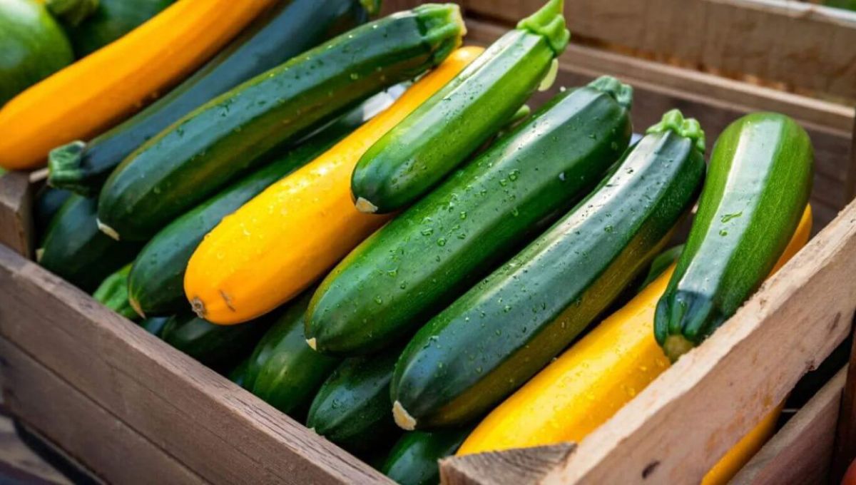 Courgettes vertes et jaunes