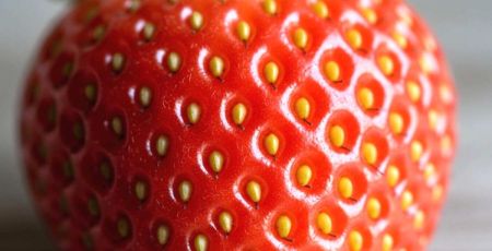 Fraise en gros plan